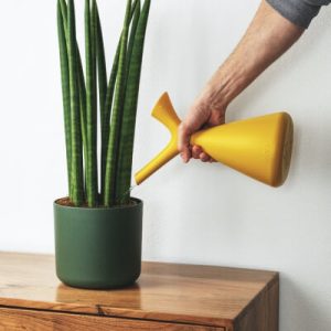 Plants Store Gallery Img 2 300x300